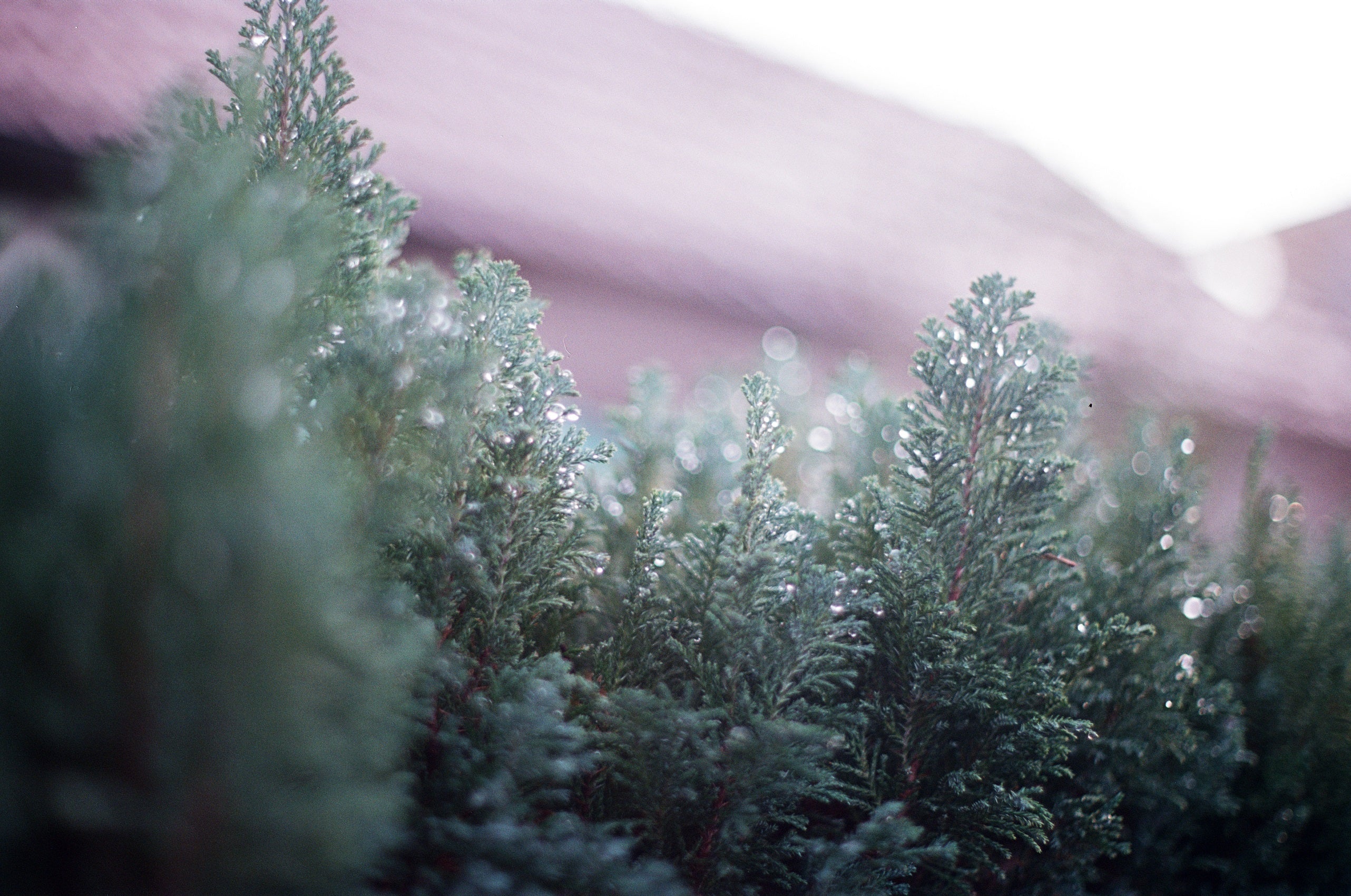 Flicfilm Elektra 100 135/36 Exp Revelateur C-41